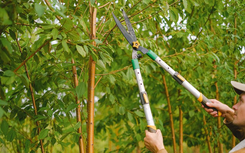 Tree trimming in Pleasanton, NE