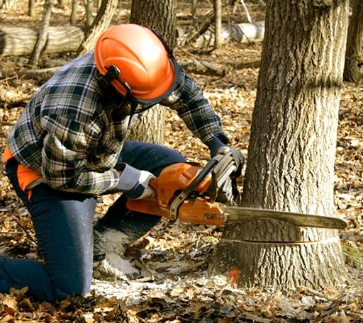Tree Removal in Pleasanton, NE